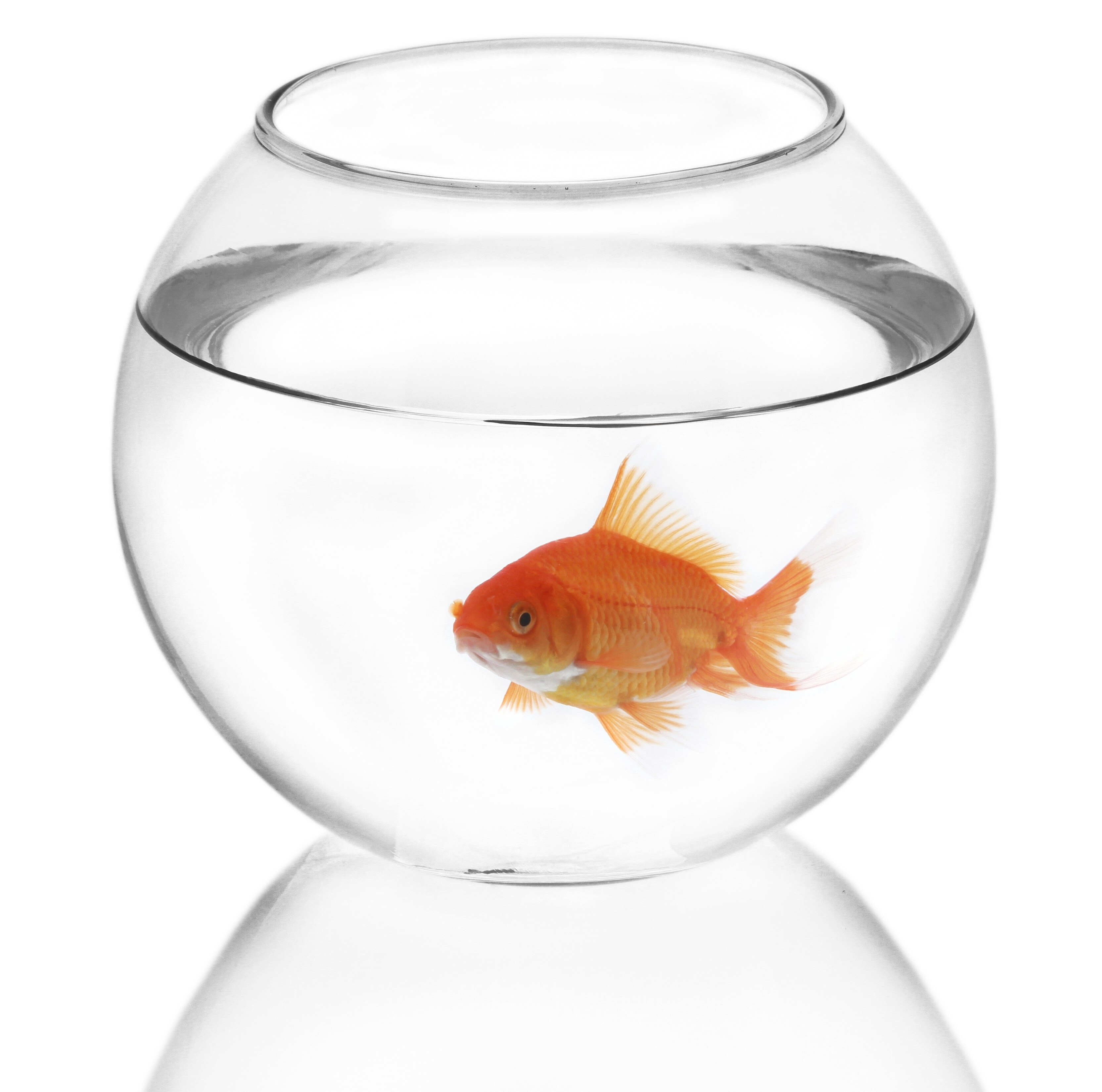 Acrylic Round Fish Tank