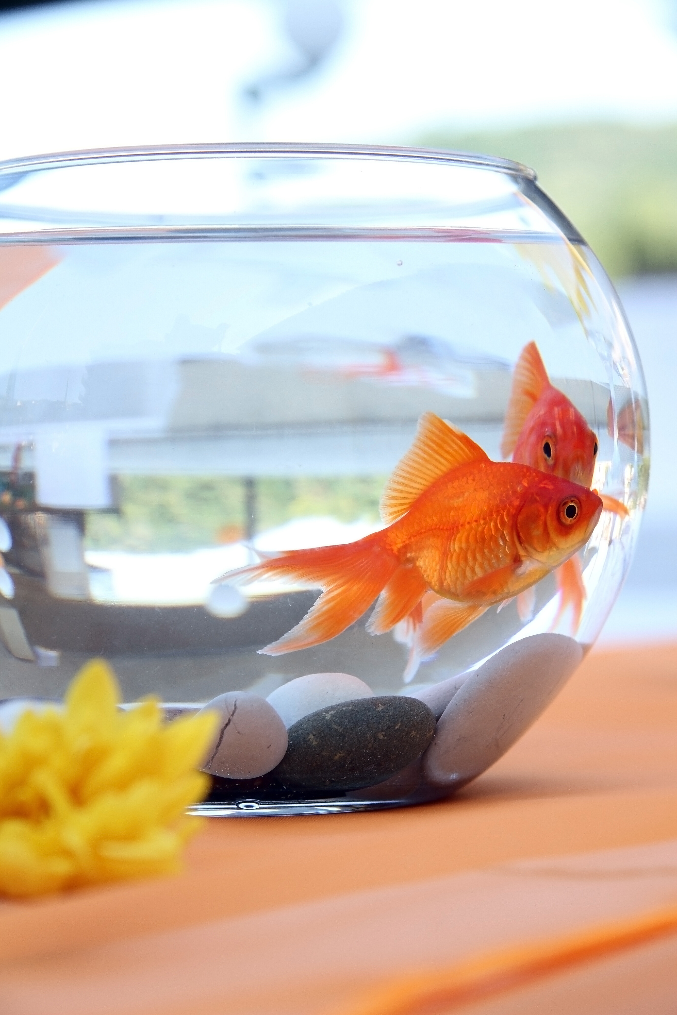 Acrylic Round Fish Tank