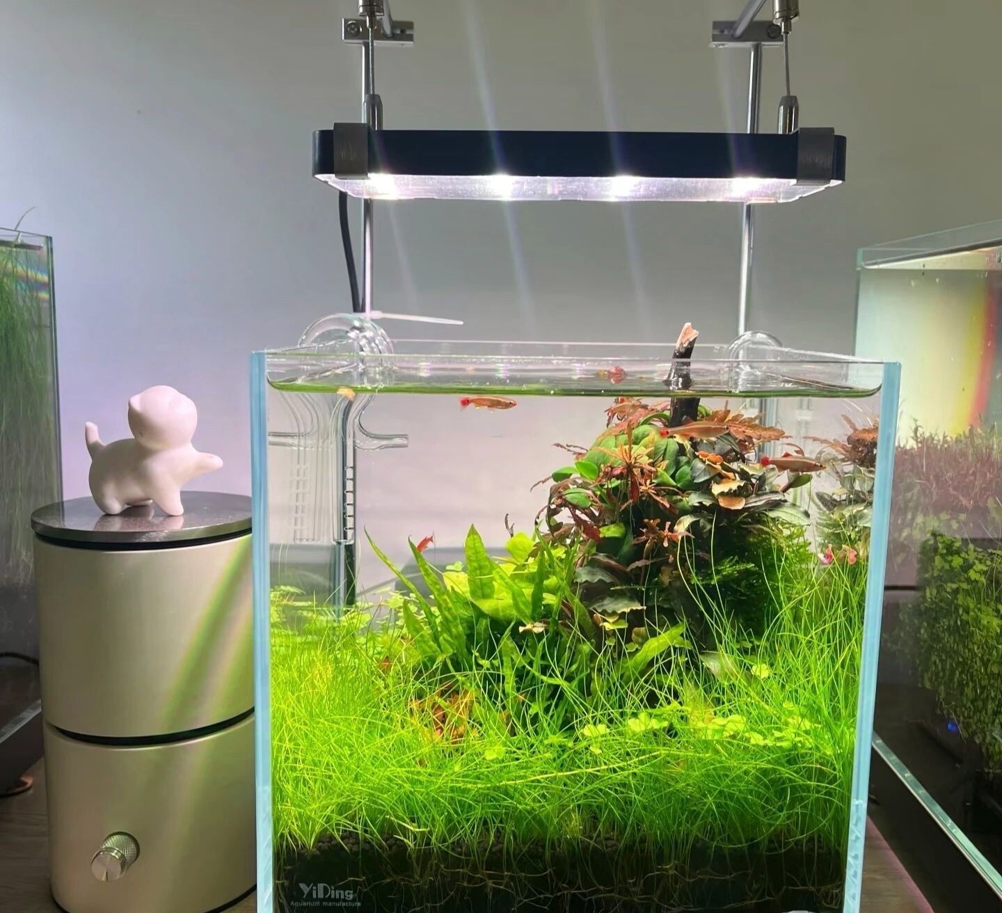Acrylic aquariums provide a more comfortable environment for fishkeeping
