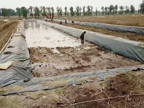 Southern Lotus Root Planting Project