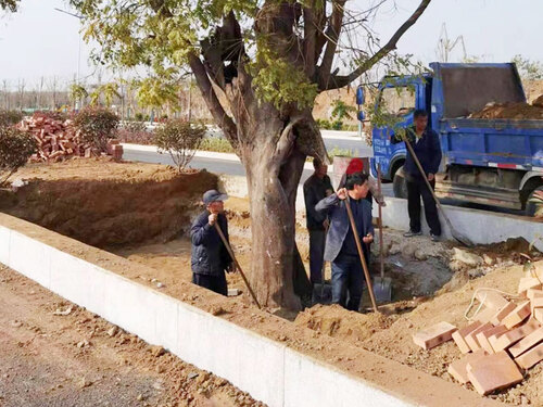 Lu Kuang Avenue Ancient Tree Maintenance Project