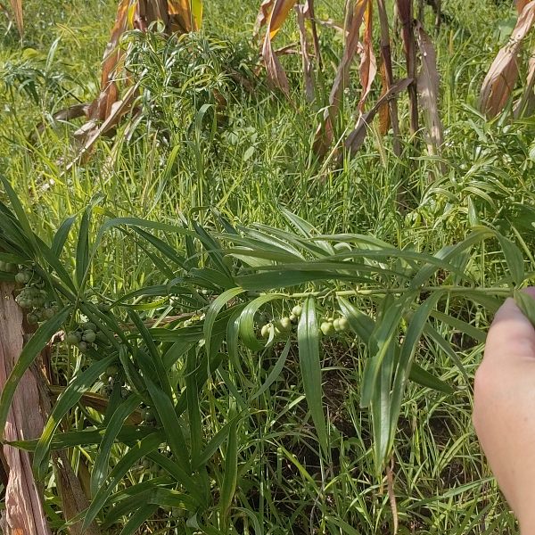 9aad3b3263275010fa7c1f30d2468d1