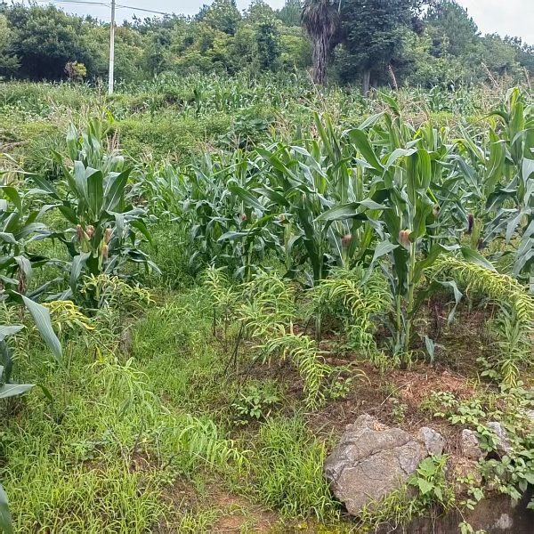 b1557b6b81d9743b5d690086ced443d