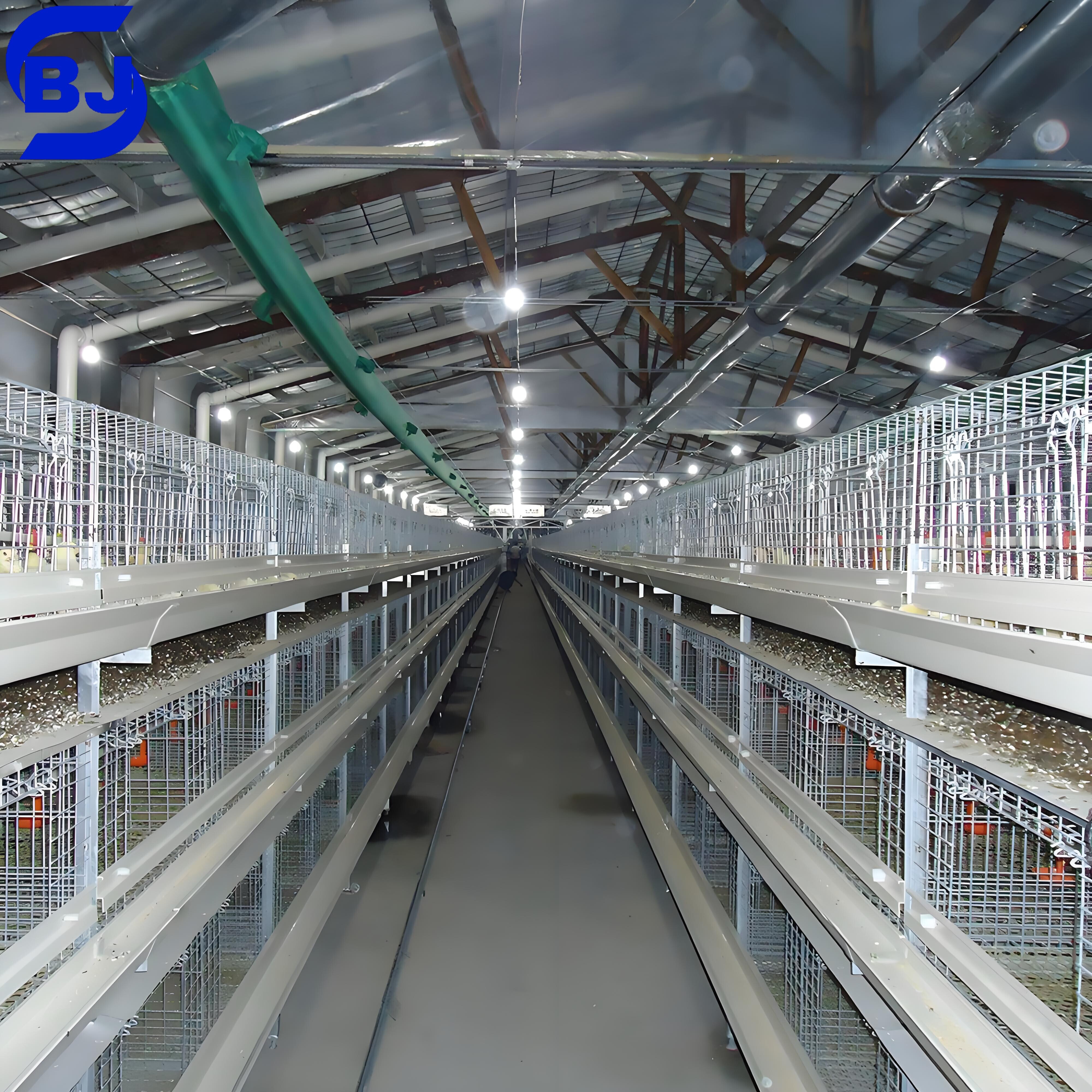 avicultura de pollos