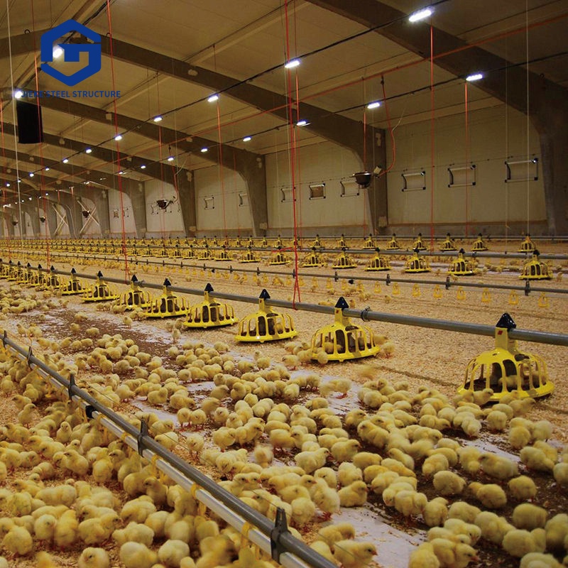 Eco-Conscious Chicken Housing: Steel Structures with a Green Twist