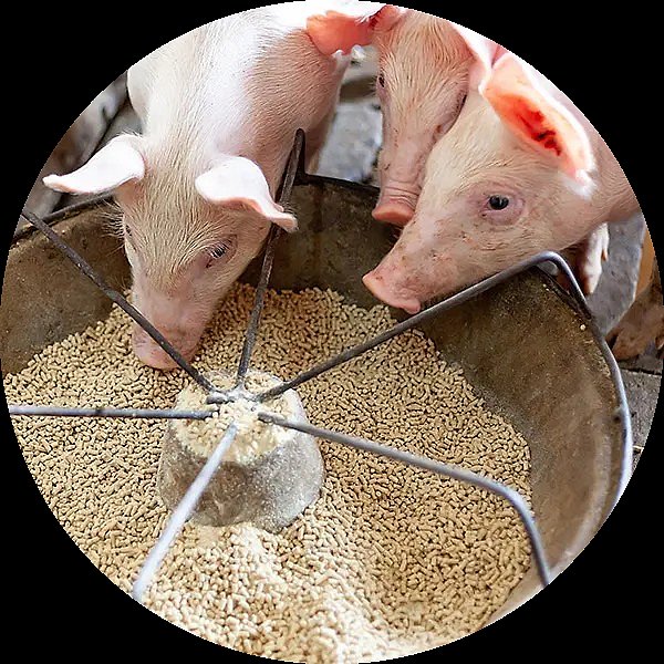 materials-animalfeed