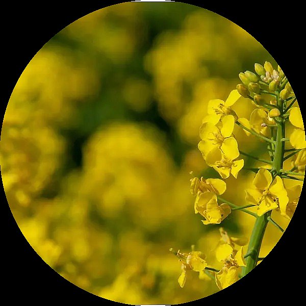 materials-canola