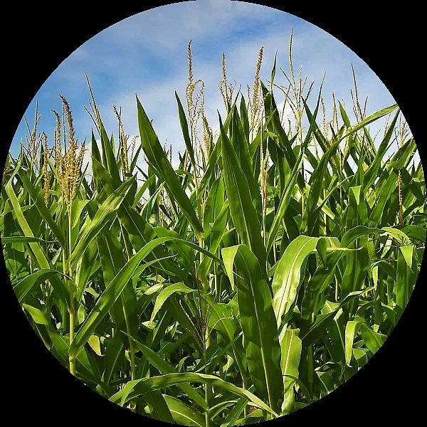 materials-corn