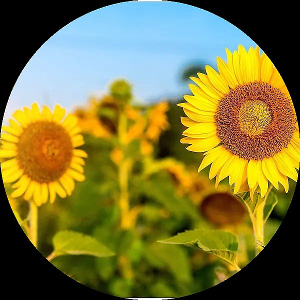 materials-sunflower