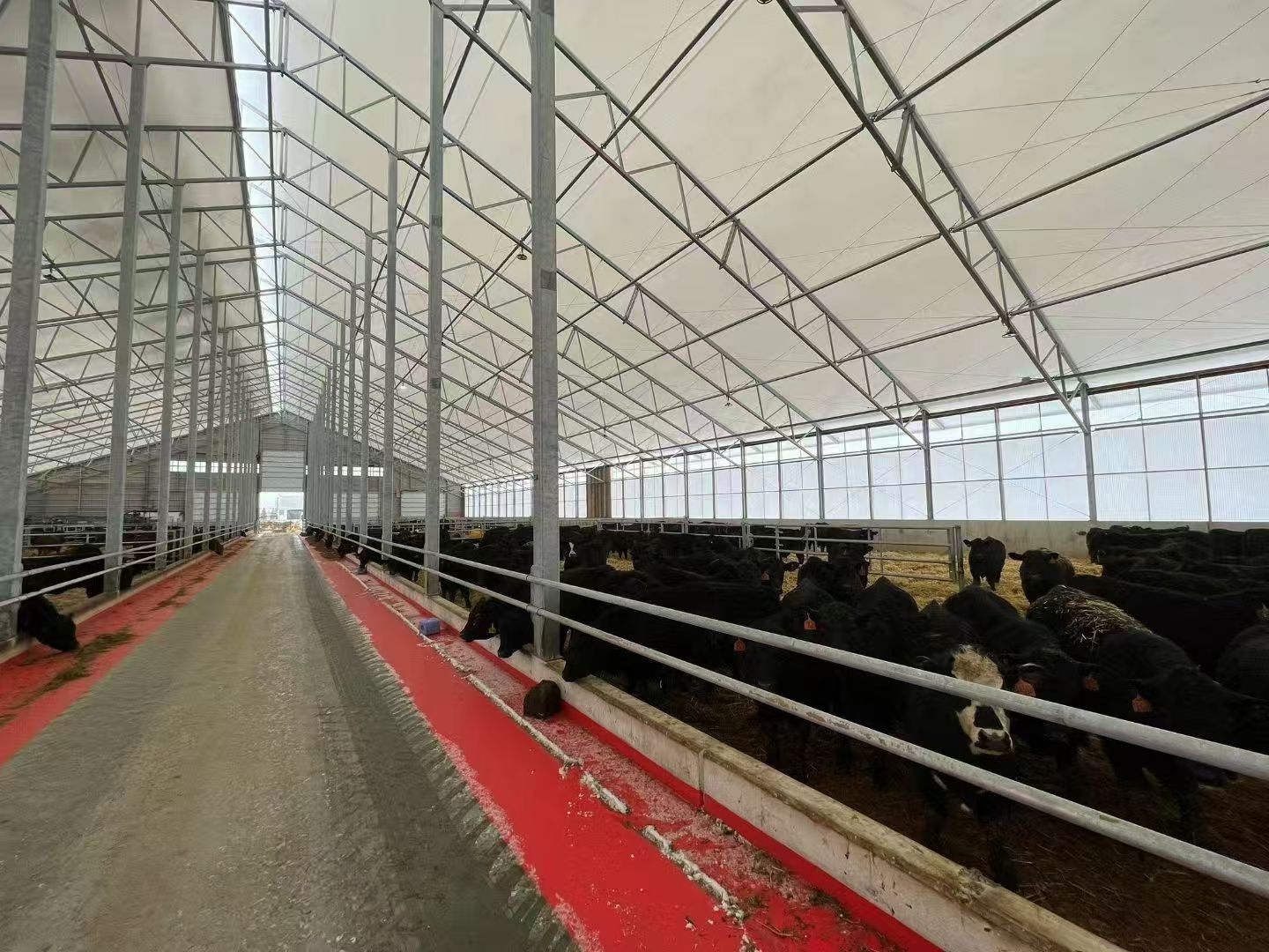 Steel Structure Cattle Shed / Cow Barn (Customizable)/Commercial Beef Cattle Housing