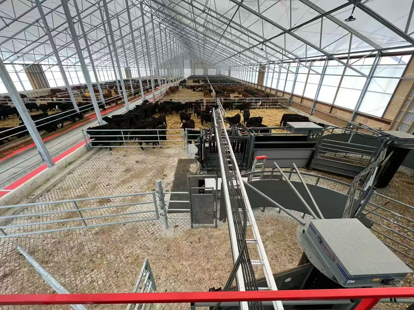 Prefab Steel Livestock Barns for Cattle, Sheep & Pigs-Strong, Ventilated & Easy to Assemble