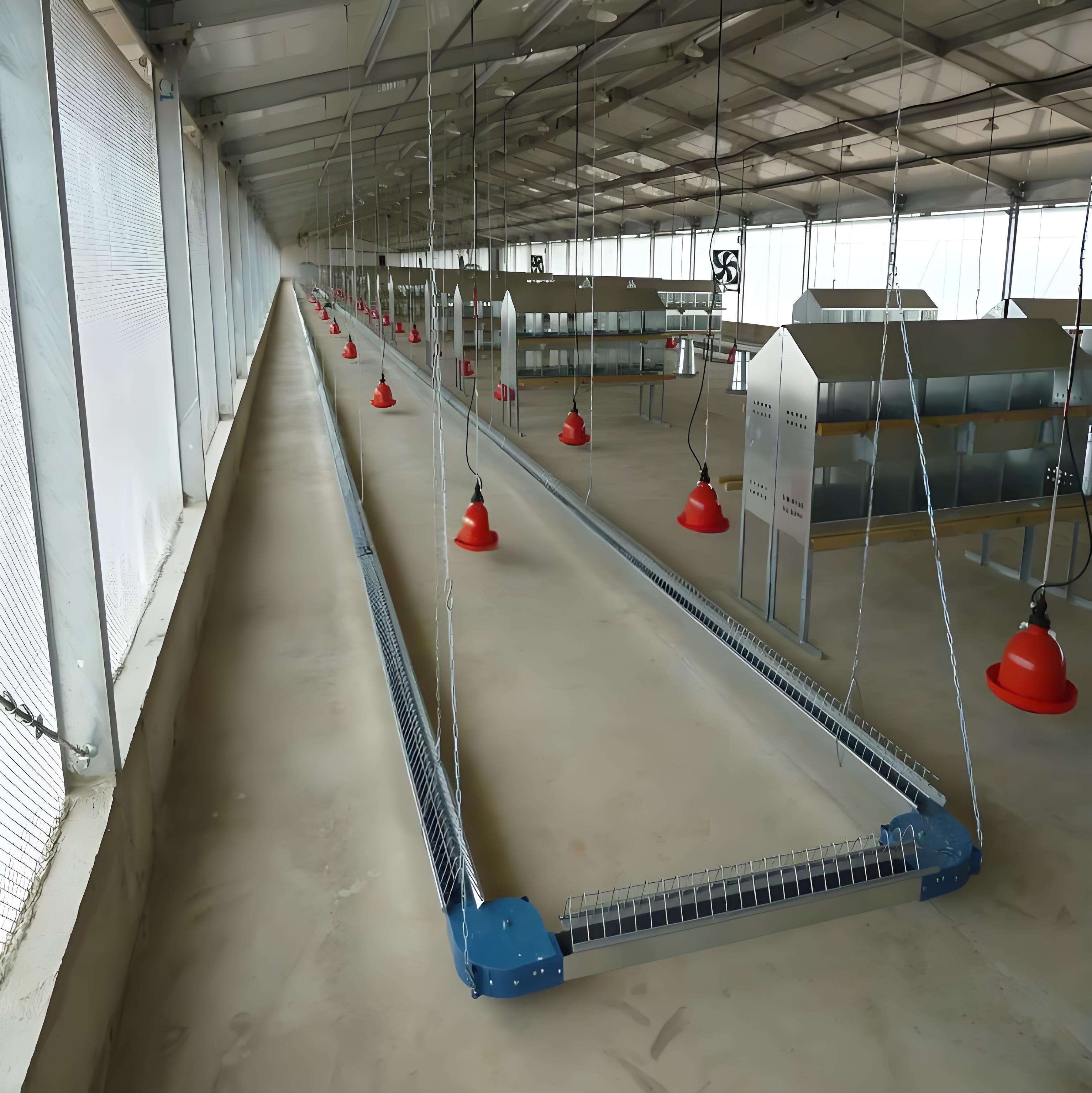 chicken poultry  Egg-laying chicken breeding factory building