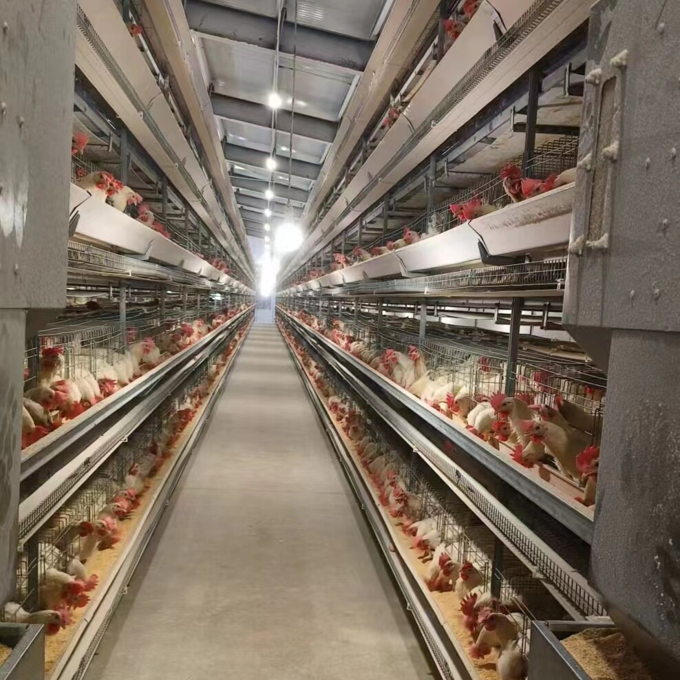 chicken poultry  Egg-laying chicken breeding factory building