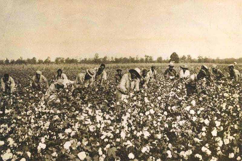 organic cotton harvesting medieval times organic cotton harvesting medieval times