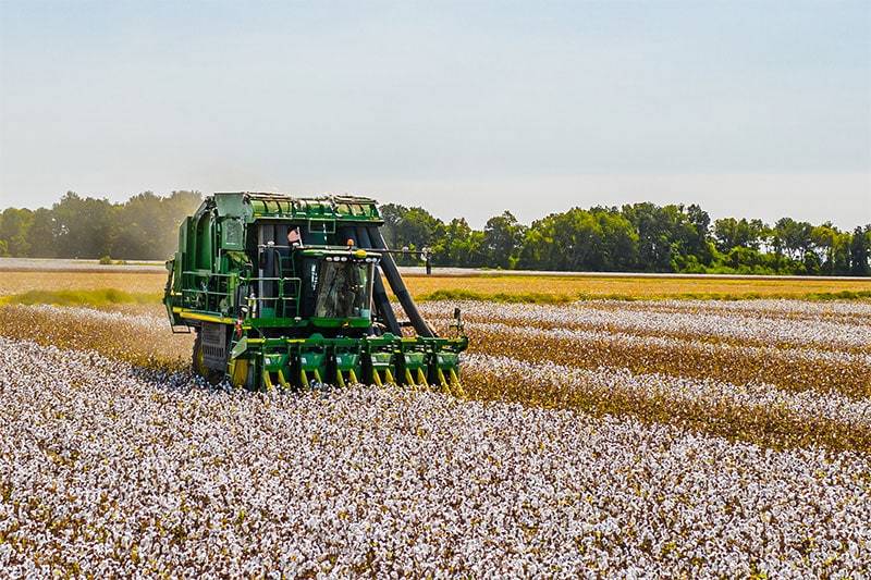 organic cotton harvesting organic cotton harvesting