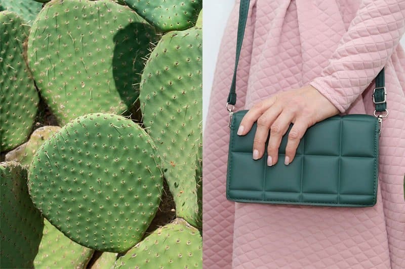 1772780593888439960969412608.jpg Cactus leather sustainable