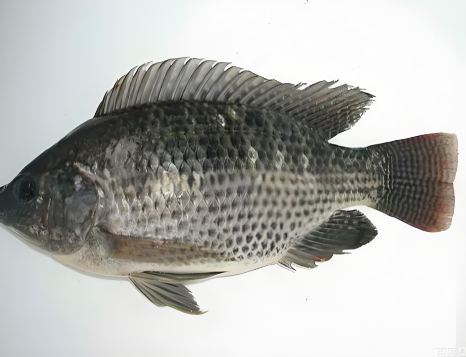 New Fresh Catching Frozen Tilapia