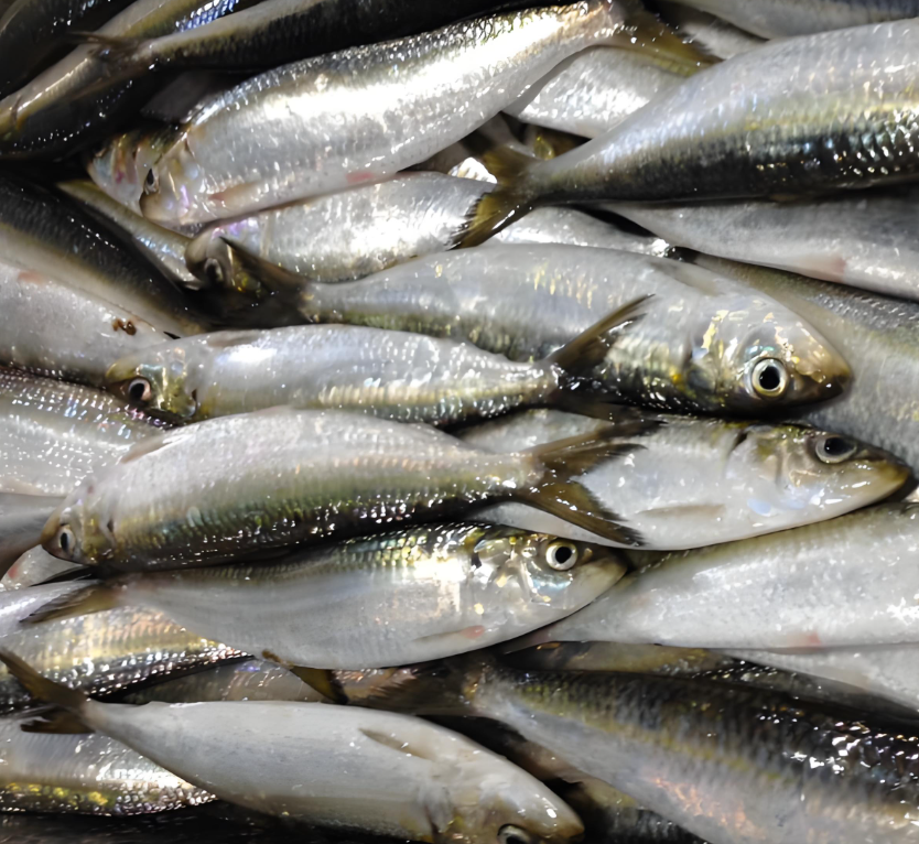 Sardine fish