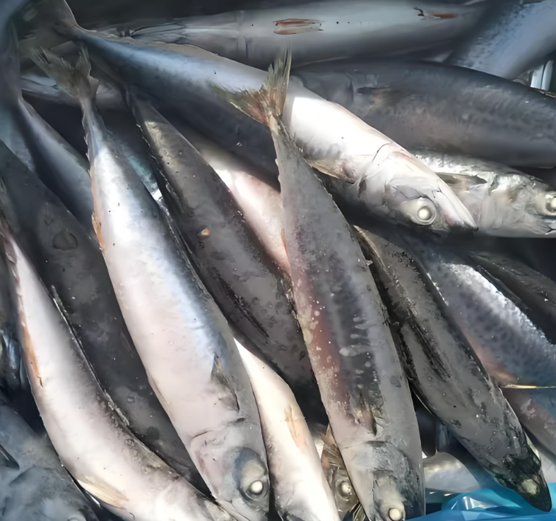 FROZEN PACIFIC MACKEREL FISH