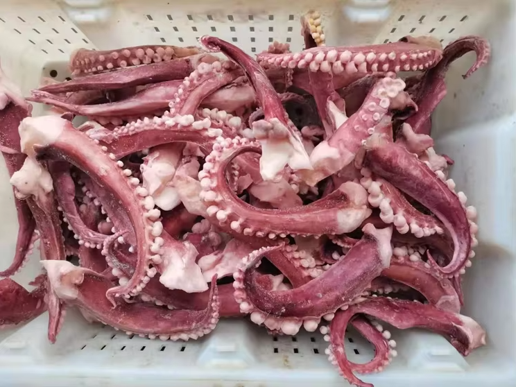 Frozen Squid Tentacle