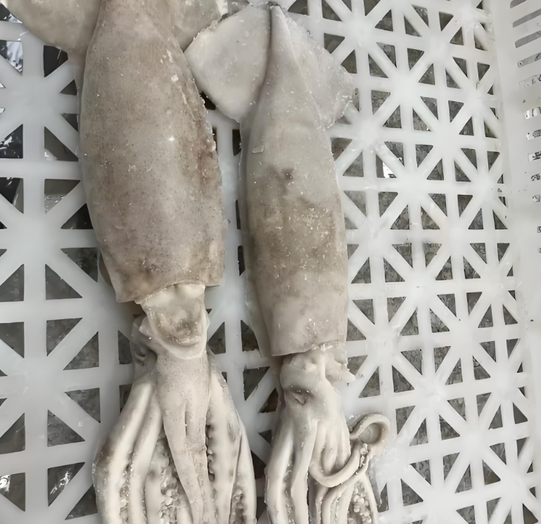 Frozen Illex Squid IQF