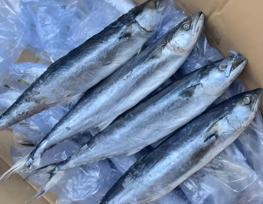 FROZEN SPANISH MACKEREL