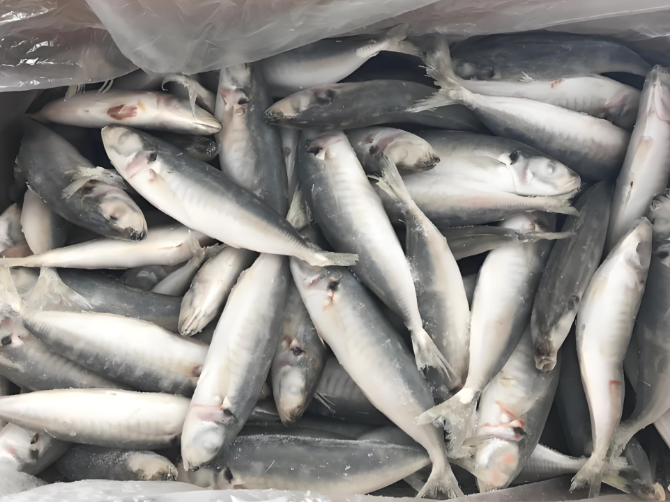	 FROZEN HORSE MACKEREL