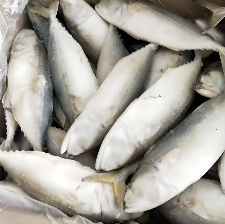 FROZEN INDIAN MACKEREL