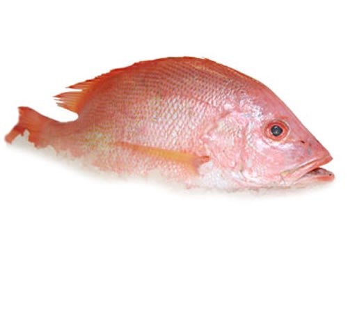 LINEA HEALTHCARE INTERNATIONAL LTD Expands Cold Storage Capacity to Meet Growing Regional Demand