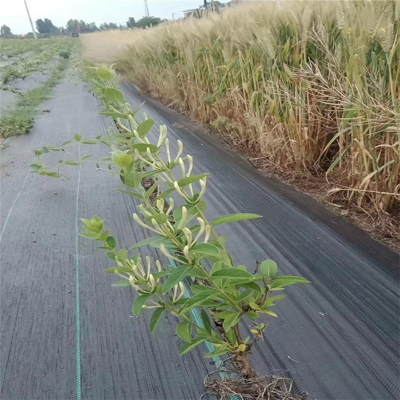 UV PP Woven Geotextile Fabric Prevent Weeds