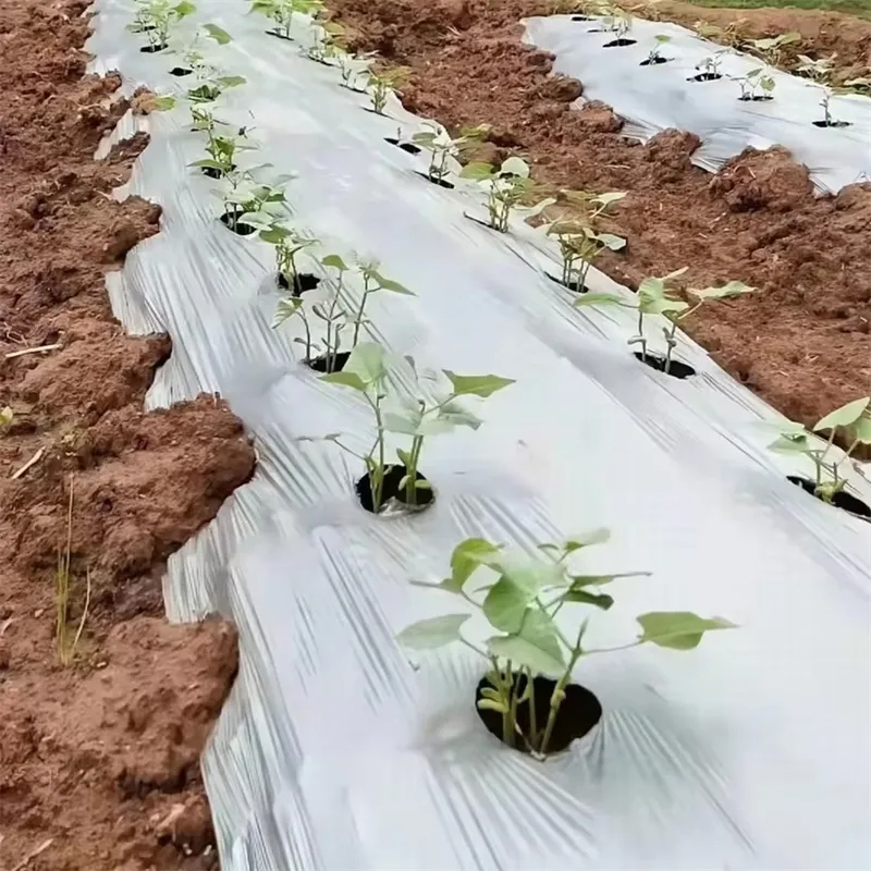 Mulch Film LLDPE