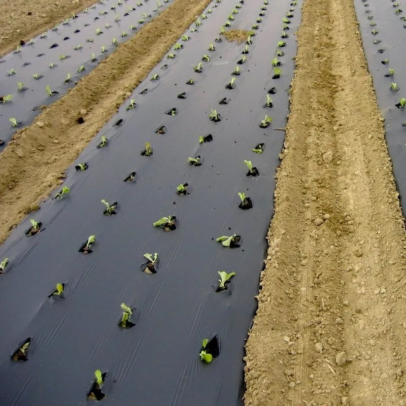 Mulch Film Silver Black