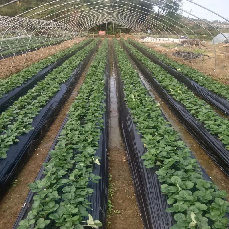 Biodegradable Mulch Film
