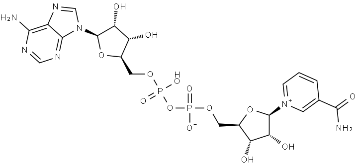 β-Nicotinamide adenine dinucleotide