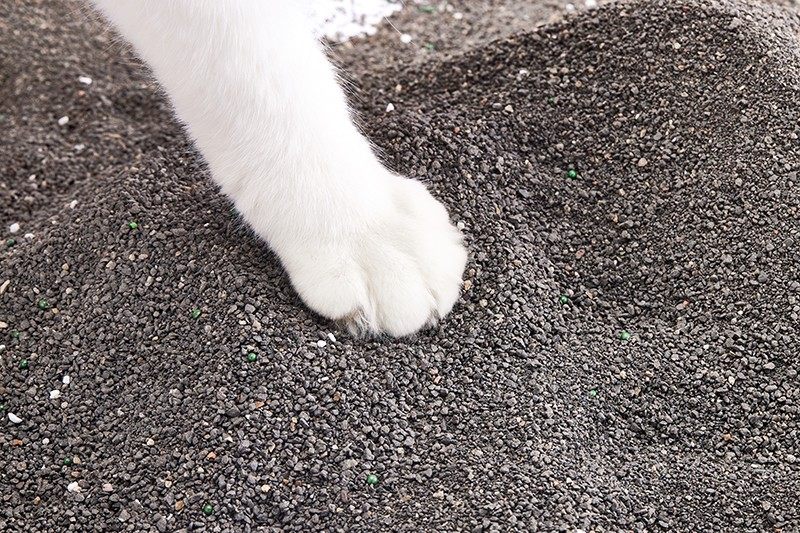 How Fast Should Clumping Cat Litter Work for Daily Use?
