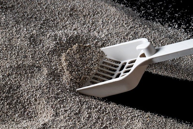 Why do Bentonite clay cat litter OEM service costs vary?