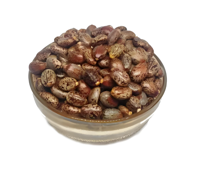 Castor Seeds Suppliers
