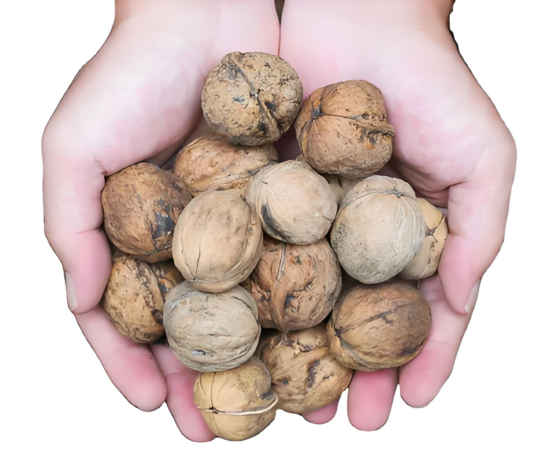 Walnut Suppliers