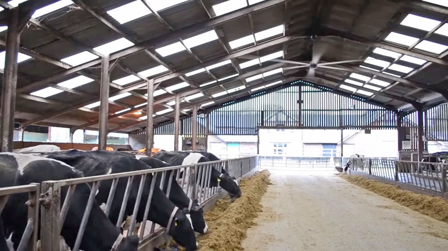 The Origin of HVLS Fans: From Cow Barns to Versatile Ventilation Solutions