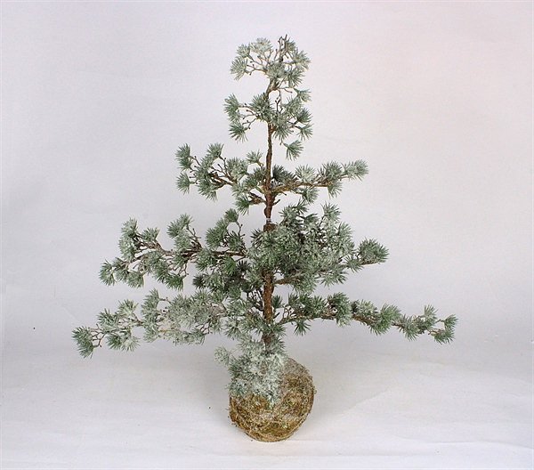 Cedar Trees with Moss Base