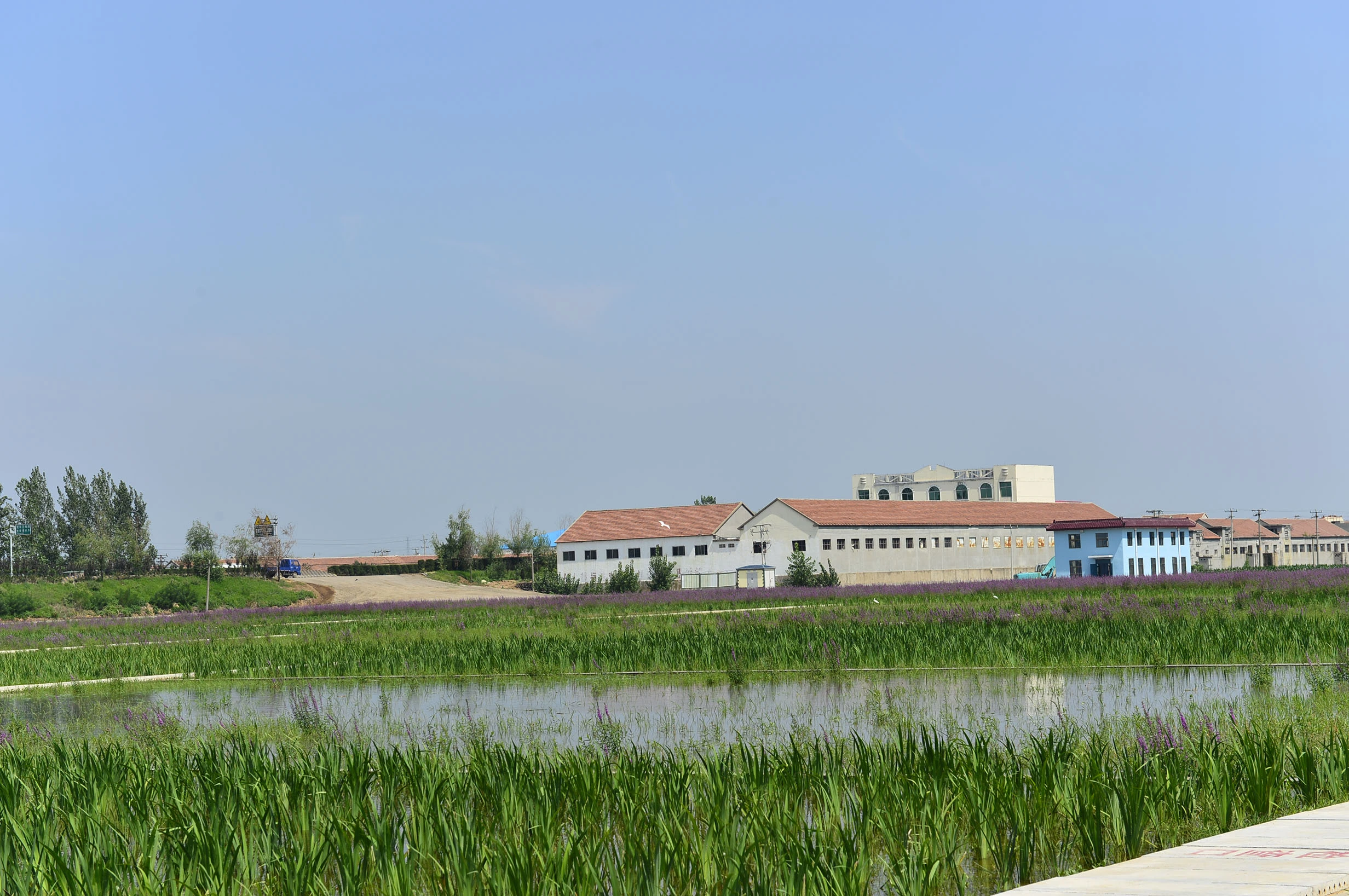 Water Purification Project of an Artificial Wetland in a Watershed of Rizhao, Shandong Province Water Purification Project of an Artificial Wetland in a Watershed of Rizhao, Shandong Province
