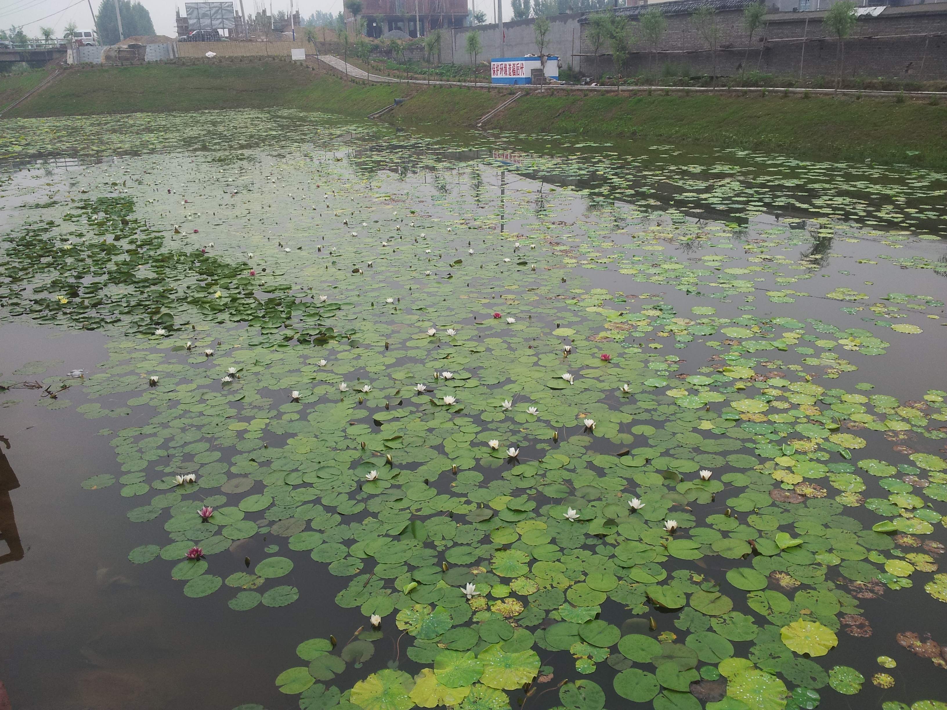 Shandong Linyi Non powered Artificial Wetland Purification Projec