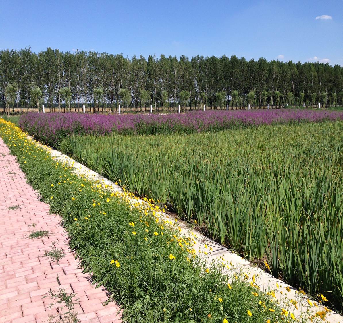 Application scenario 3 Ecological purification of unpowered domestic sewage in artificial wetlands