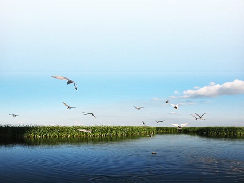 Application scenario 5 Comprehensive management of water ecological environment