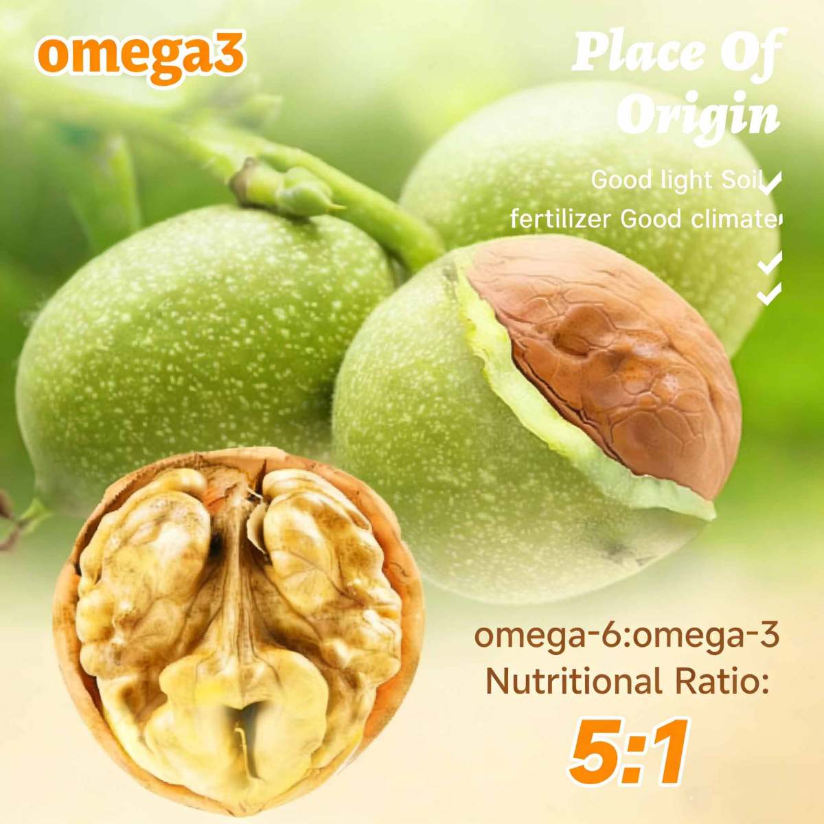 Walnut kernel (1) Walnut kernel (1)