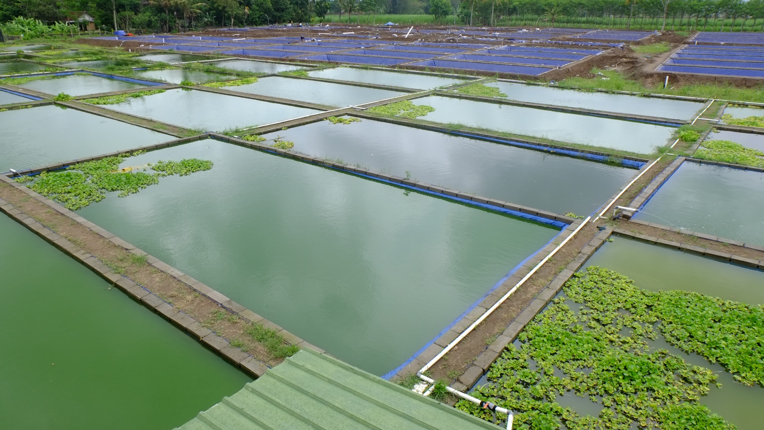 Factory Wholesale Fish And Shrimp Pond Liner Geomembrane