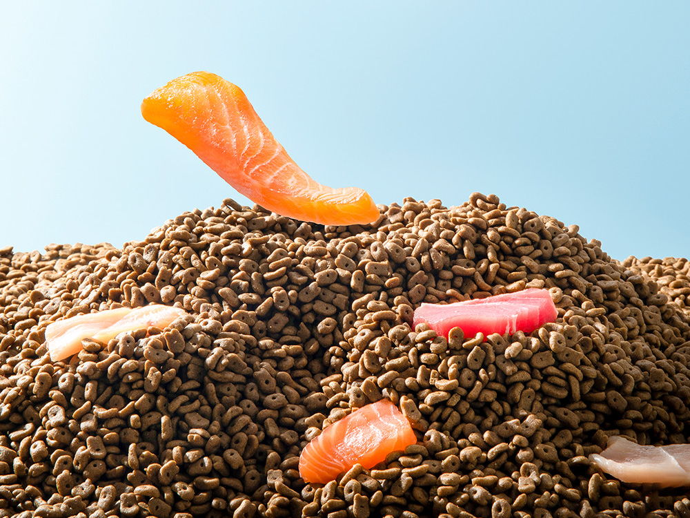 How Can Exported Pet Food Meet AAFCO Standards? Mofeedy Shares 4 Key Points